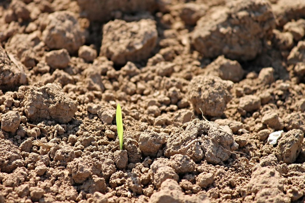 drove, fields, agriculture-2710297.jpg